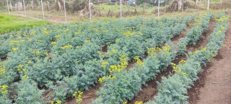 From Bogota: Andes Countryside Day! Cannabis Coffee Farm - Tour Highlights