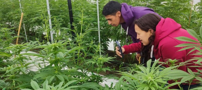 From Bogota: Andes Countryside Day! Cannabis Coffee Farm - Frequently Asked Questions