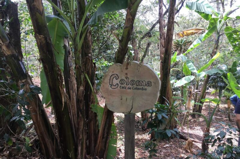 From Bogotá: the Coloma Coffee Farm Day Trip With Lunch - Full Tour Details