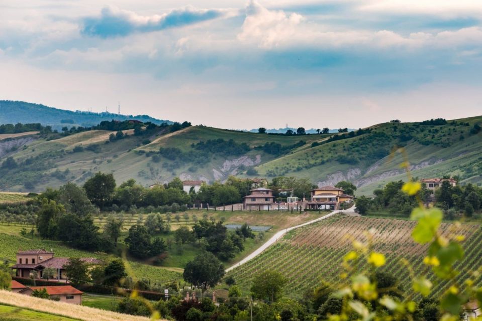 From Bologna: Wine Experience Colli Bolognesi - Highlights