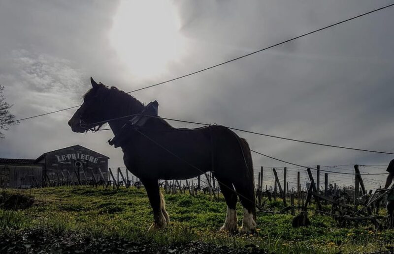 From Bordeaux: Evening Tour to Saint Emilion - Getting to Saint-Émilion