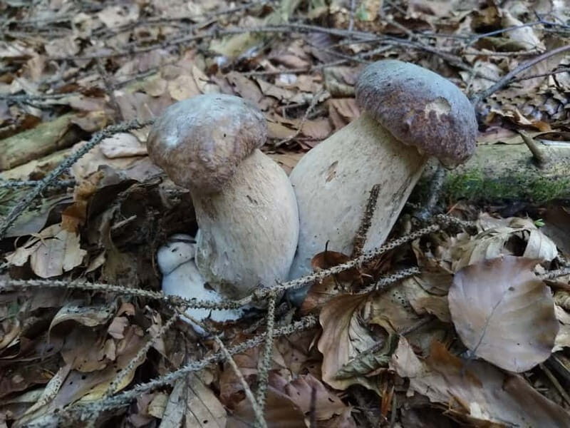 From Brasov: Half-Day Foraging Lesson - Introduction