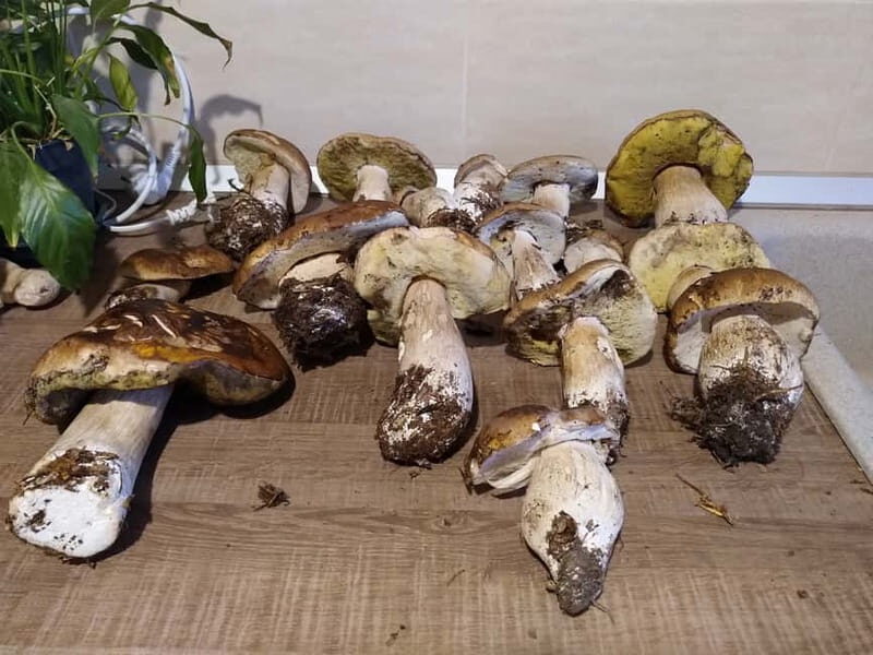 From Brasov: Half-Day Foraging Lesson - What to Expect from the Foraging Tour