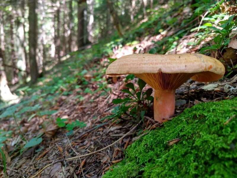 From Brasov: Half-Day Foraging Lesson - Who Is This Tour Best For?