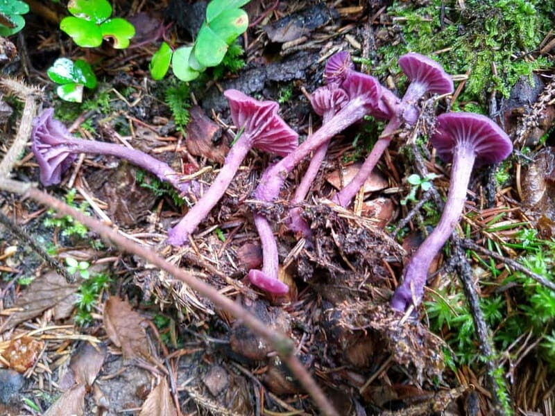 From Brasov: Half-Day Foraging Lesson - The Sum Up