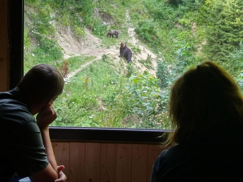 From Brasov: Small-Group Bear Watching Experience - Good To Know