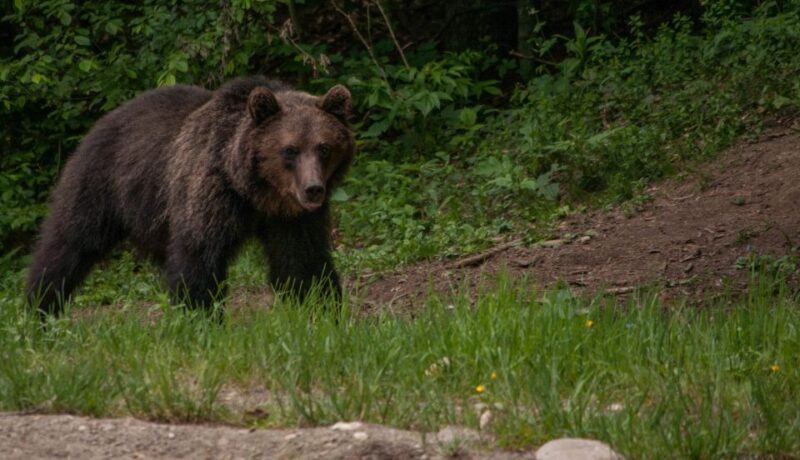 From Brasov: Small-Group Brown Bear Watching Tour - Good To Know