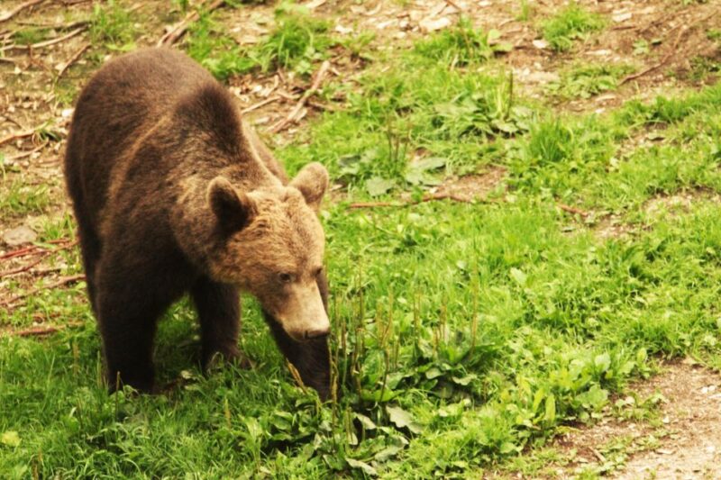From Brasov: Small-Group Brown Bear Watching Tour - Experience Details