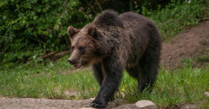 From Brasov: Small-Group Brown Bear Watching Tour - Wildlife Viewing
