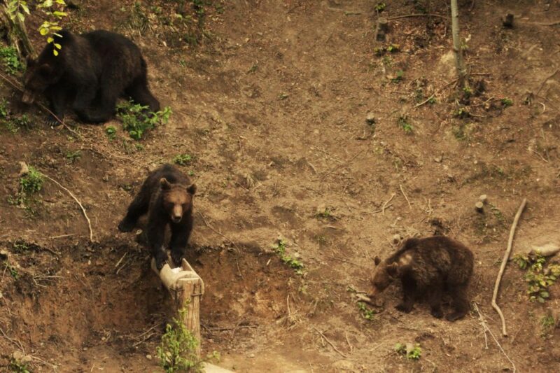From Brasov: Small-Group Brown Bear Watching Tour - Booking Process