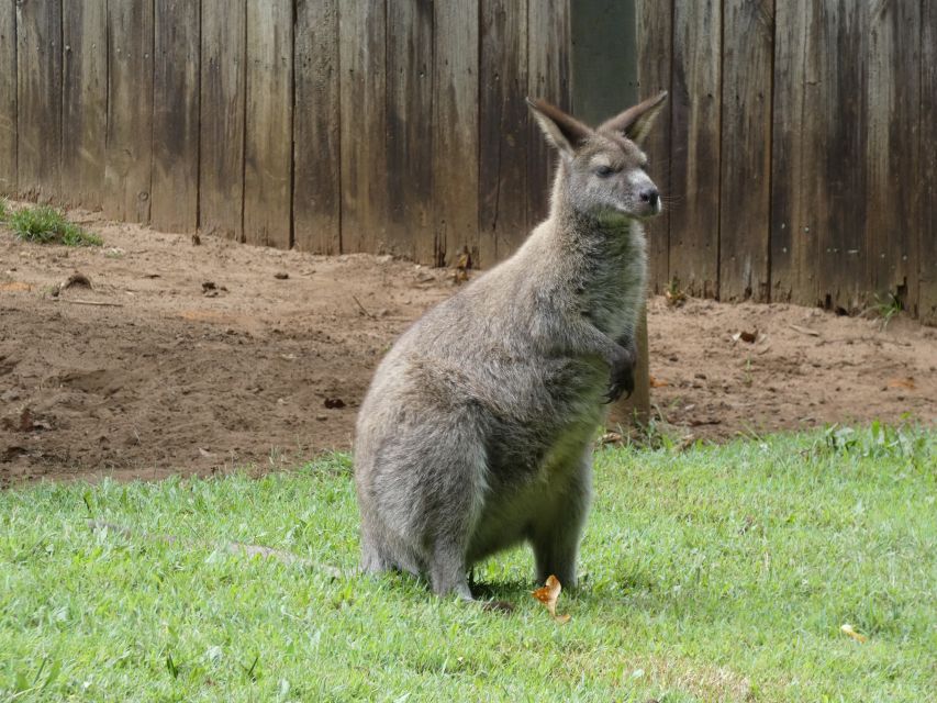 From Brisbane: Day Trip to Noosa, Glass House Mtns and Zoo - Pricing