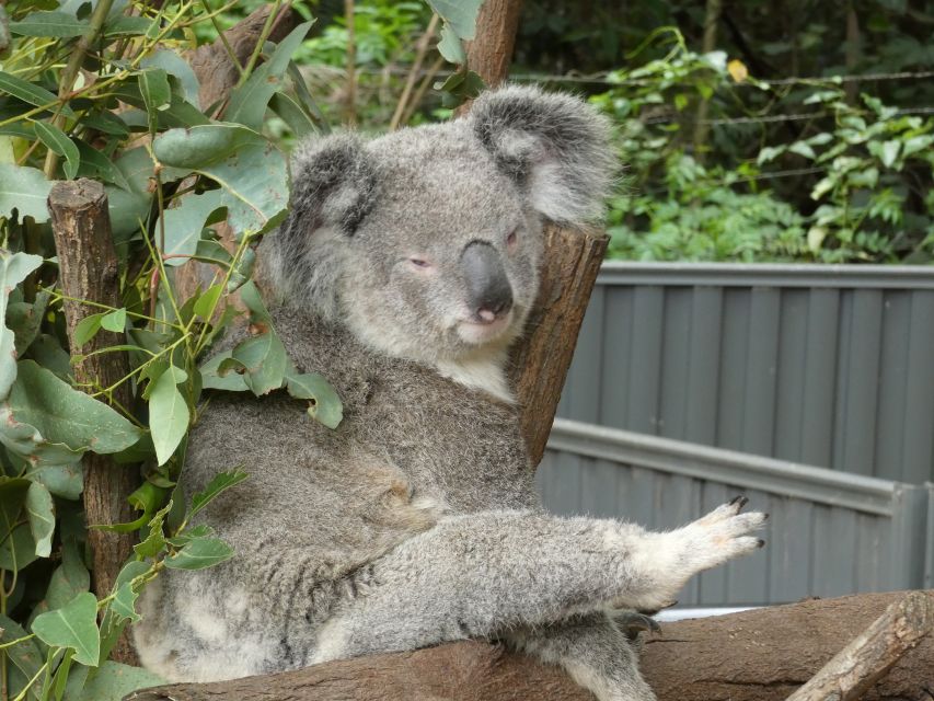 From Brisbane: Day Trip to Noosa, Glass House Mtns and Zoo - Availability and Reservations