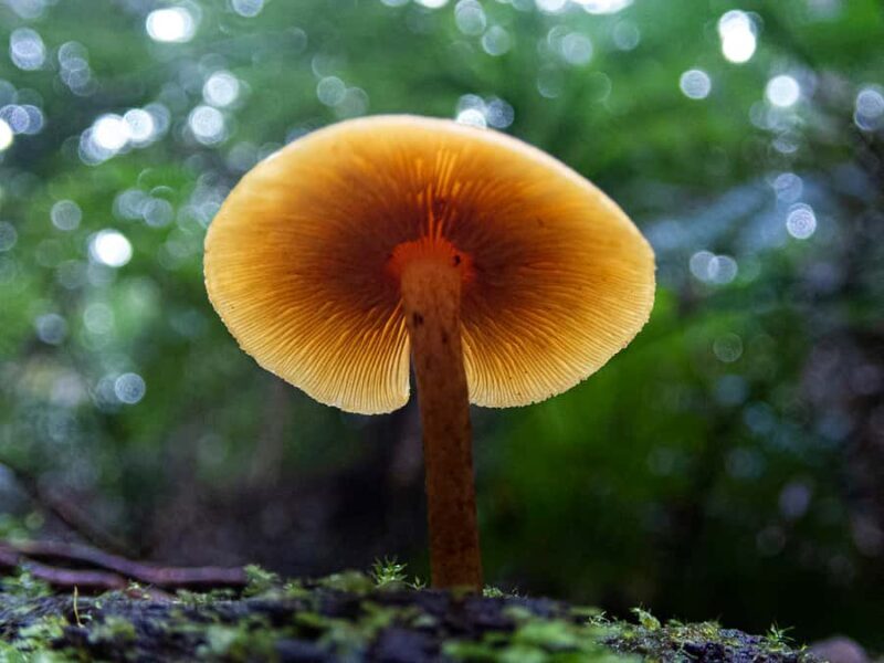 From Brisbane: Maiala Rainforest Private Tour - Who Will Love This Tour?