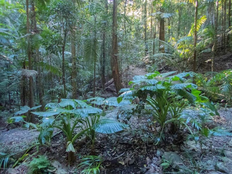 From Brisbane: Maiala Rainforest Private Tour - FAQ