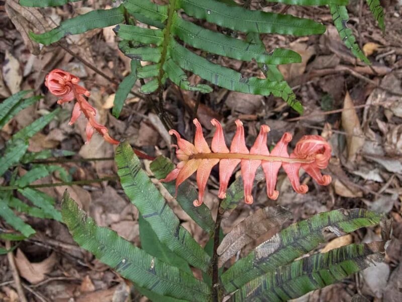 From Brisbane: Maiala Rainforest Private Tour - Final Thoughts