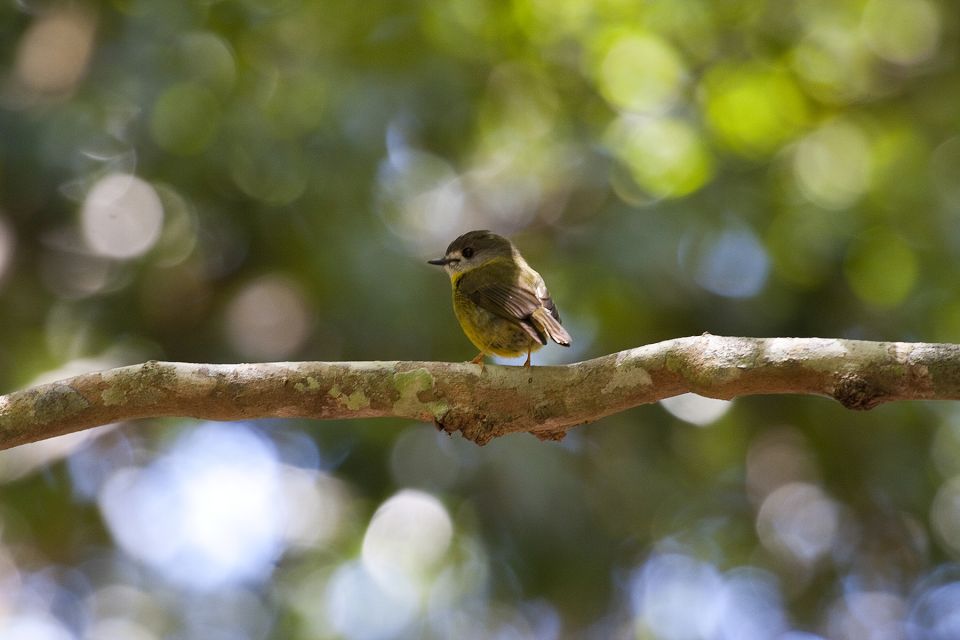From Brisbane: Maiala Rainforest Private Tour - Highlights