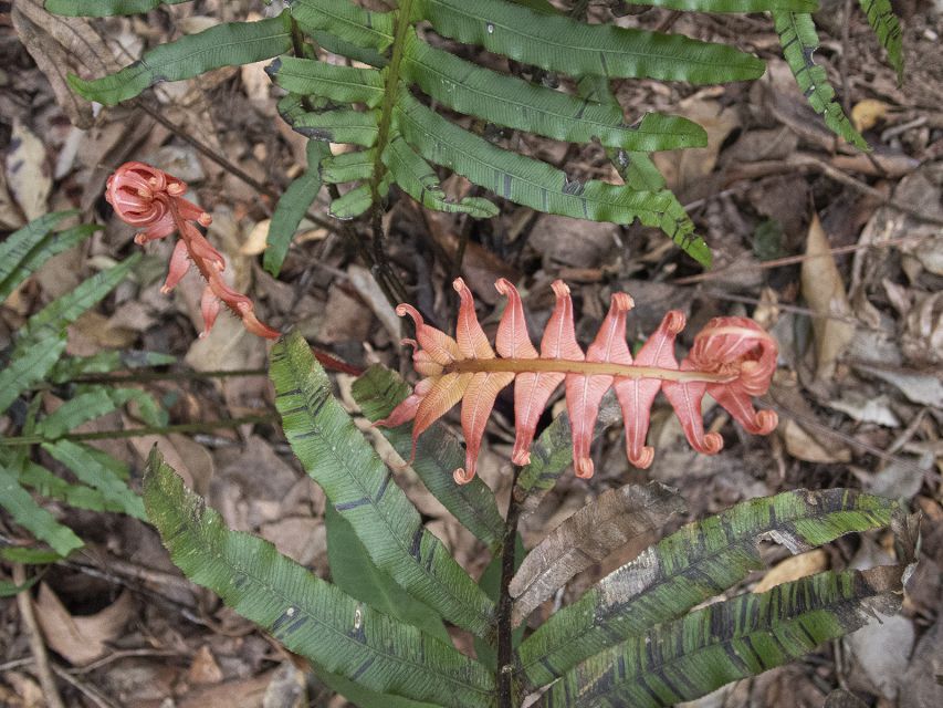 From Brisbane: Maiala Rainforest Private Tour - Inclusions