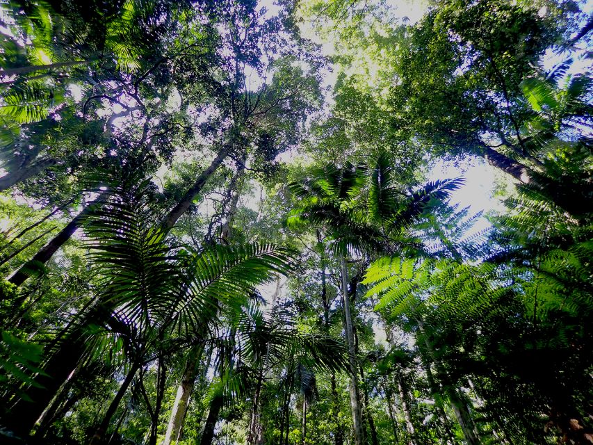 From Brisbane: Maiala Rainforest Private Tour - Important Information
