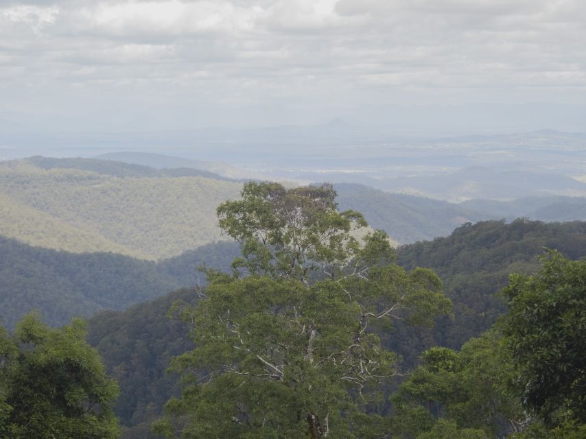 From Brisbane: Maiala Rainforest Private Tour - Frequently Asked Questions