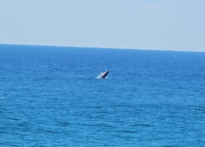 From Brisbane: North Stradbroke Island Wildlife Adventure - Koala Spotting and Beach Time at Amity Point