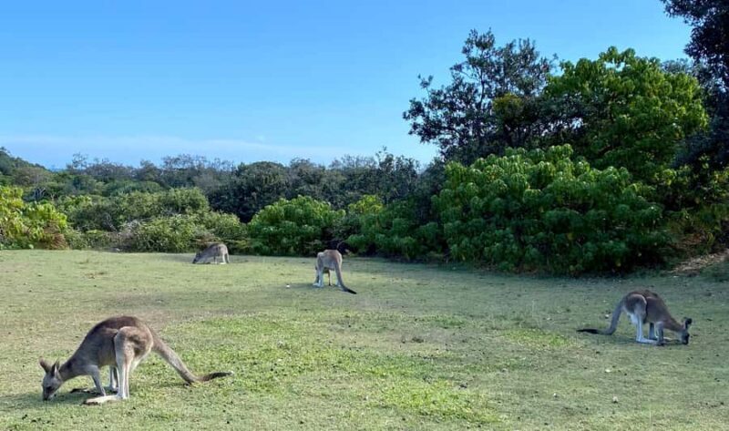 From Brisbane: North Stradbroke Island Wildlife Adventure - The Bottom Line: Who Is This Tour For?