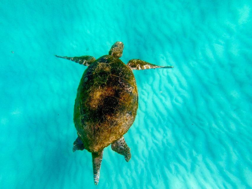 From Brisbane or Gold Coast: Moreton Island Full-Day Trip - Frequently Asked Questions