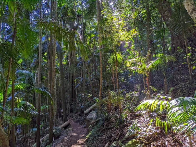 From Brisbane: Tamborine Mountain and Paradise Point Tour - Key Points