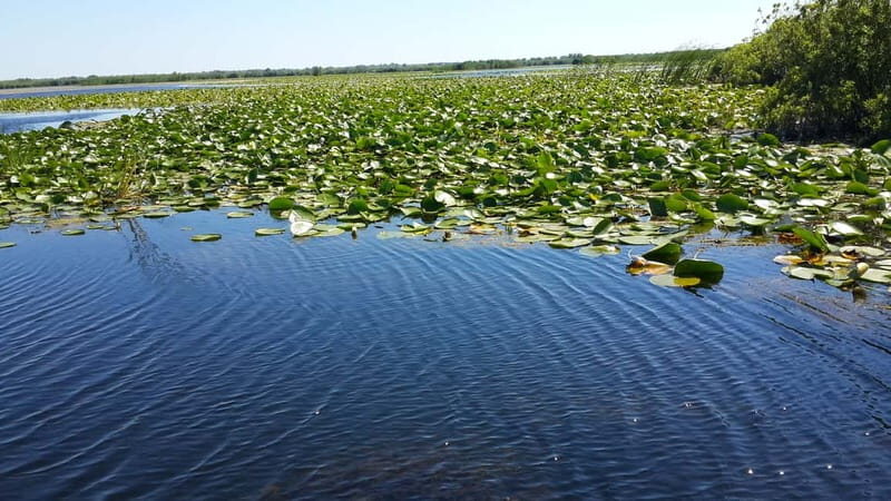 From Bucharest: 3-Day Danube Delta Birdwatching Private Tour - The Itinerary in Detail
