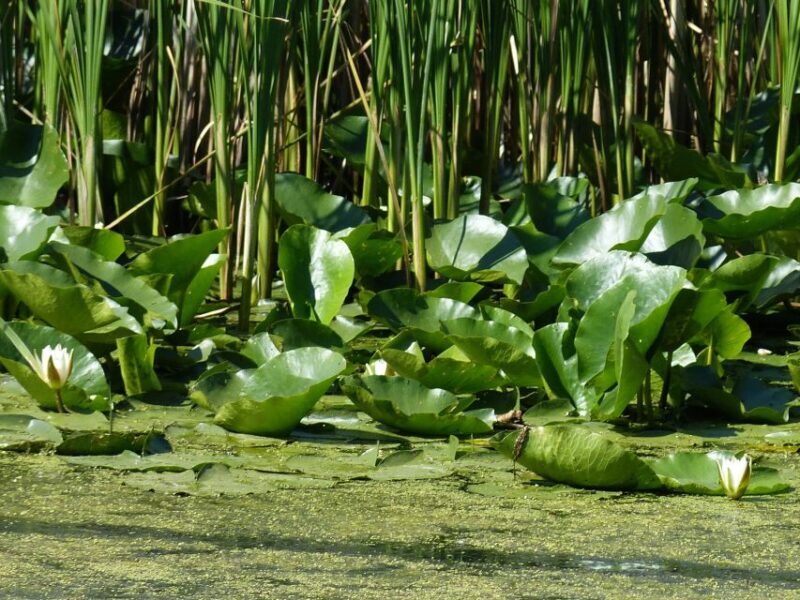 From Bucharest: 3-Day Danube Delta Birdwatching Private Tour - Transportation and Group Size