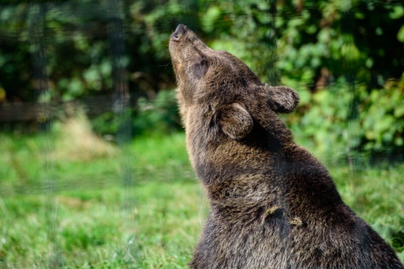 From Bucharest: Bear Sanctuary and Dracula Castle Day Tour - Good To Know
