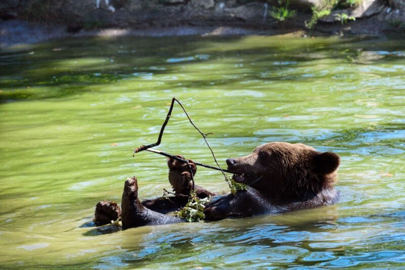 From Bucharest: Bear Sanctuary and Dracula Castle Day Tour - Visit to Bear Sanctuary