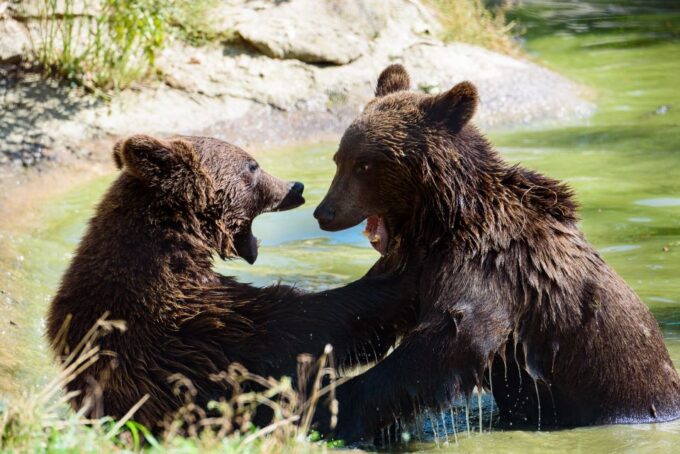 From Bucharest: Bear Sanctuary and Dracula Castle Day Tour - Booking Your Adventure