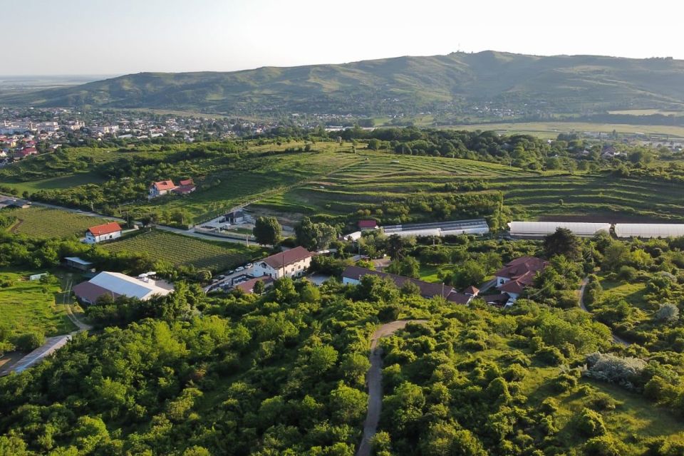 From Bucharest: Exclusive Dealu Mare Wine Tasting Tour - Key Points