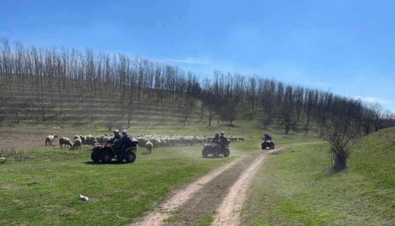 From Bucharest: Forest and Hills ATV Quad Bike Tour - Safety Guidelines and Requirements