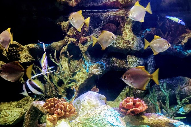 From Buenos Aires: Temaiken Biopark With Transfer and Tickets - Accessibility and Participation