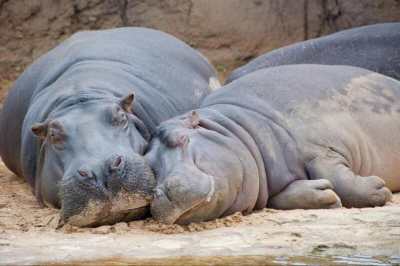 From Buenos Aires: Temaiken Zoo Tour With Ticket Included - Experience Highlights