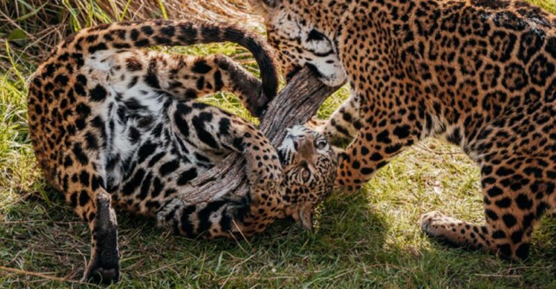 From Buenos Aires: Temaiken Zoo Tour With Ticket Included - Booking Information