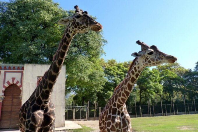 From Buenos Aires: Temaiken Zoo Tour With Ticket Included - Travel Tips