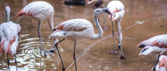 From Buenos Aires: Temaiken Zoo Tour With Ticket Included - What to Expect