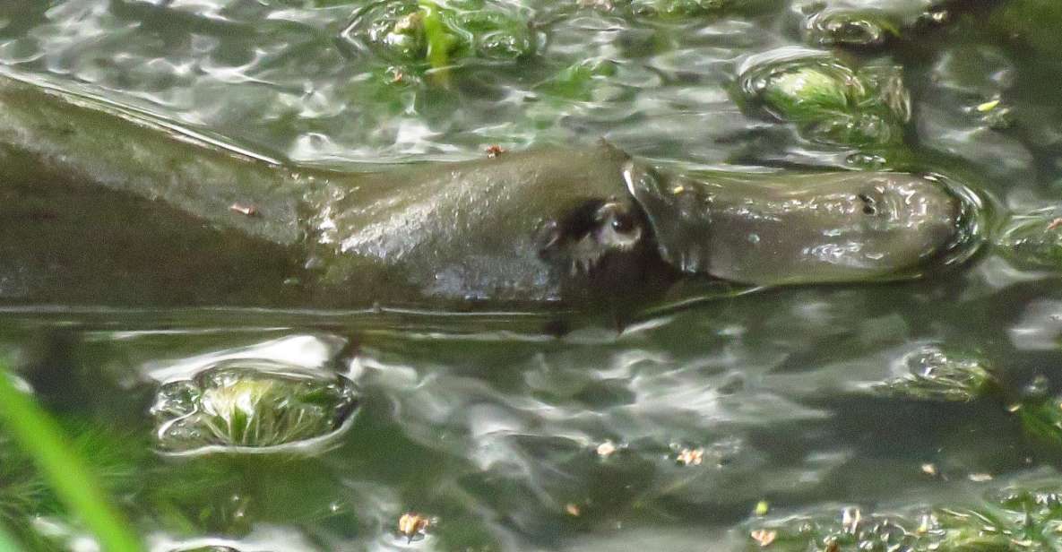 From Byron Bay: Platypus Spotting Walk - Key Points