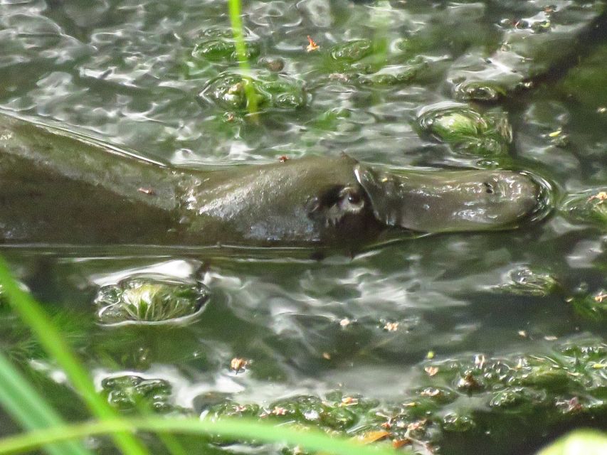 From Byron Bay: Platypus Spotting Walk - Whats Included