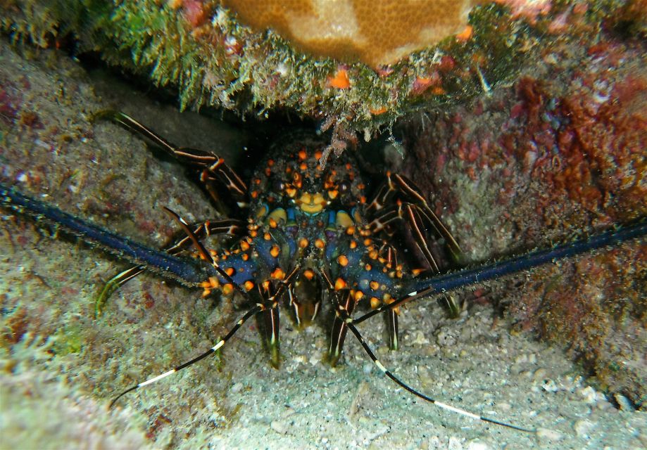 From Cabo: Cabo Pulmo Marine Park Snorkeling and Kayaking - Pricing and Booking Information