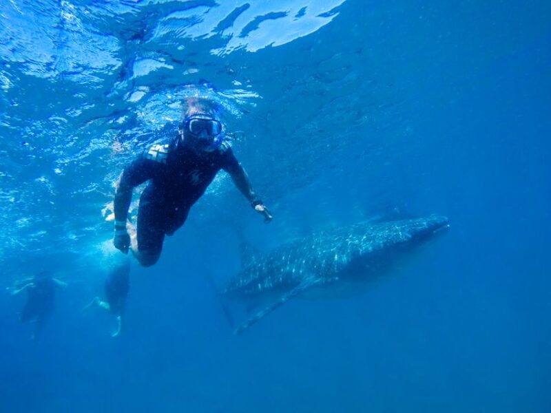 From Cabo: Snorkel with Whale Sharks in La Paz - Who Will Love This Tour?