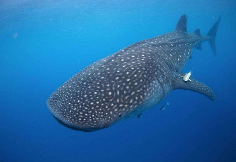 From Cabo: Snorkel with Whale Sharks in La Paz - Final Thoughts