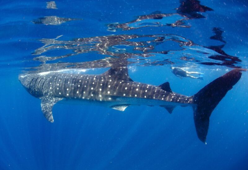 From Cabo: Snorkel with Whale Sharks in La Paz - FAQ