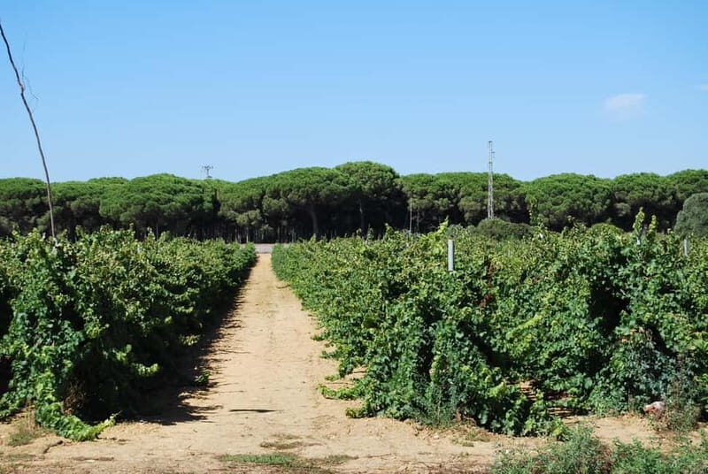 From Cádiz: Chiclana de la Frontera Winery Tour with Lunch - Who Will Love This Tour?