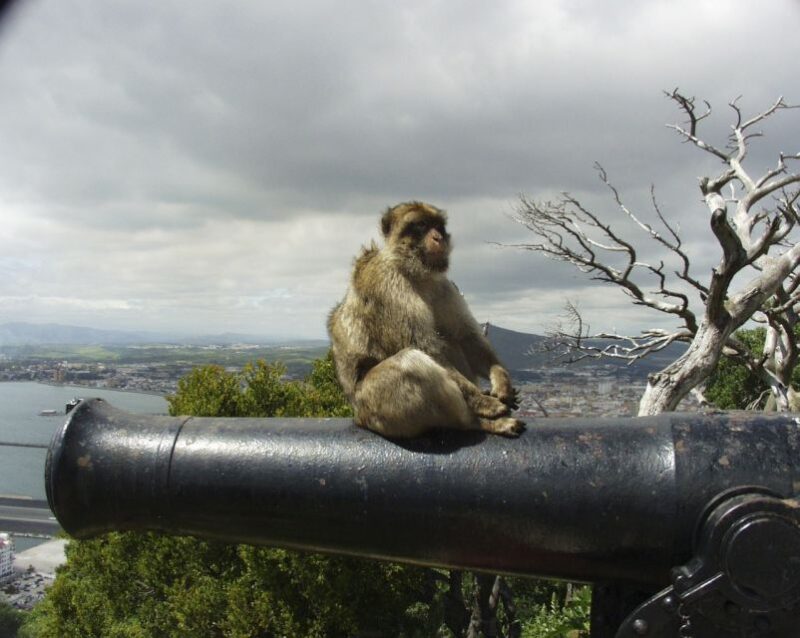 From Cadiz: Gibraltar Private Full-Day Trip - Transportation and Accessibility