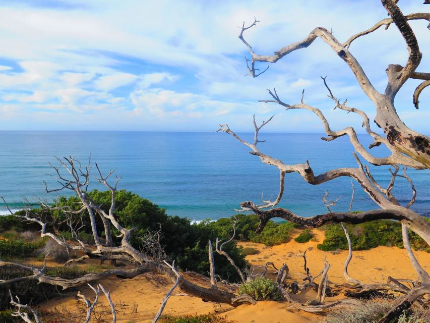 From Cagliari: Piscinas Old Mines and Montevecchio Tour - Frequently Asked Questions