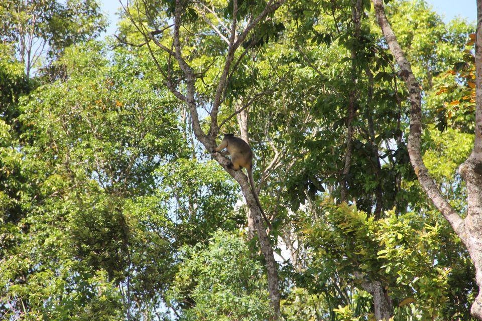 From Cairns: Atherton Tableland Wilderness Tour With Lunch - Testimonials