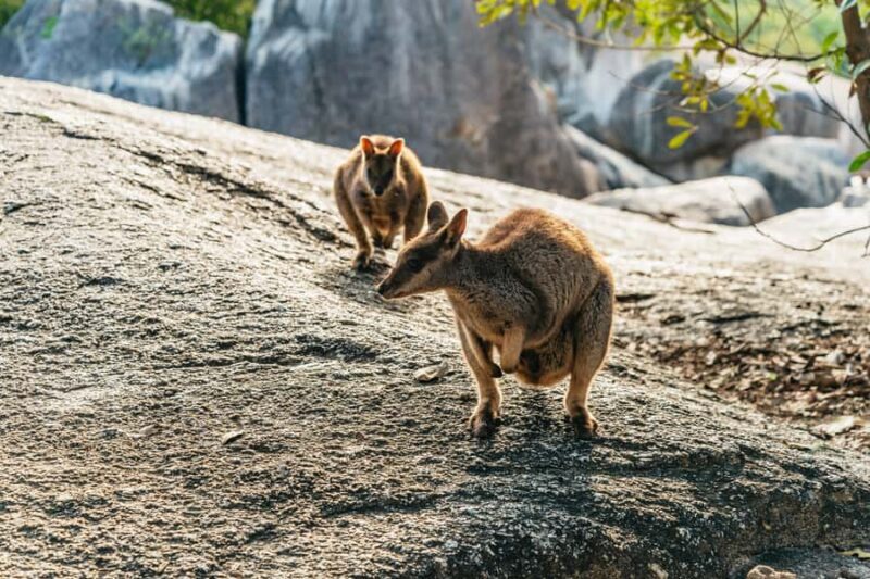 From Cairns: Chillagoe Caves and Outback Full-Day Tour - Scenic Drive Through Historic Towns and Mineral-Rich Hills